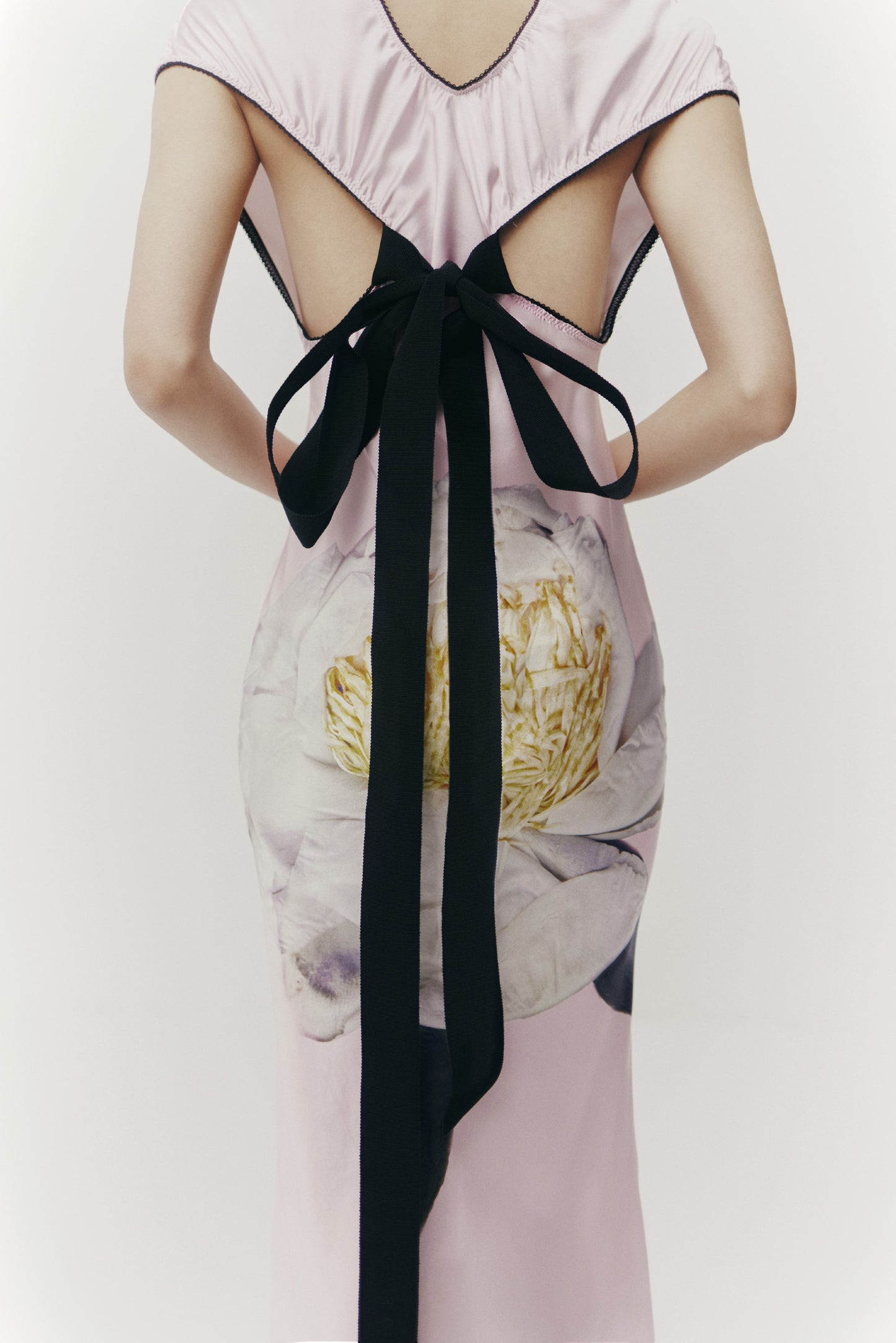 BOW BACK PEONIA
